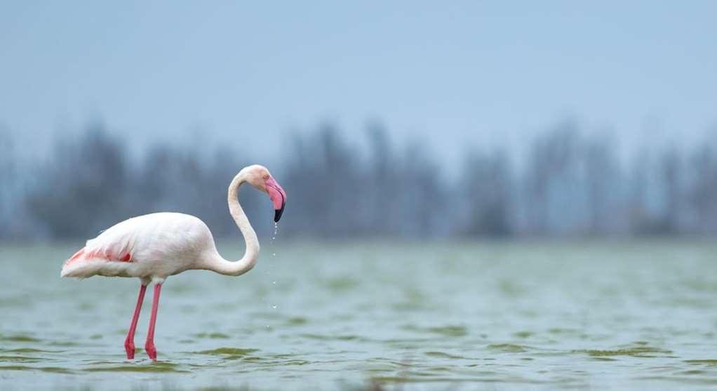 Amboseli Serena Safari Lodge מתקנים תמונה