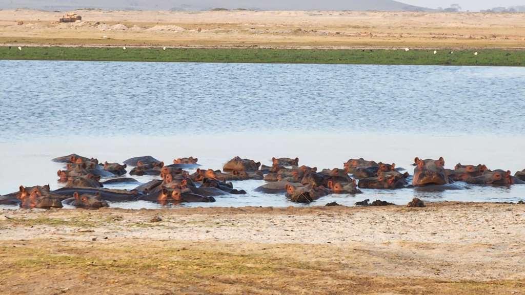 Amboseli Serena Safari Lodge מתקנים תמונה